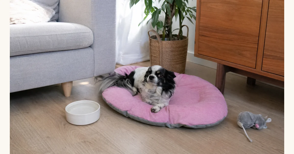 Hundebett in Rosa: waschbar, recycelt, 19,99 Euro, Hero-Bild zum Magazinbeitrag aus der Rubrik Alltag